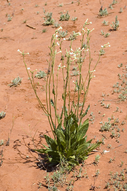 APII jpeg image of Nicotiana suaveolens  © contact APII