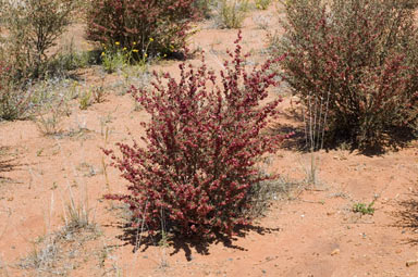 APII jpeg image of Dodonaea peduncularis  © contact APII