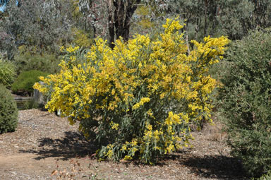 APII jpeg image of Acacia vestita  © contact APII