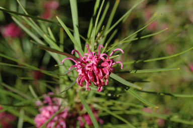 APII jpeg image of Grevillea sericea  © contact APII