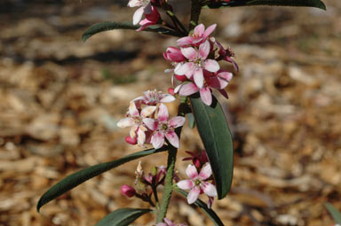 APII jpeg image of Philotheca myoporoides subsp. myoporoides  © contact APII