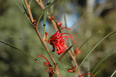 APII jpeg image of Grevillea speciosa subsp. dimorpha  © contact APII