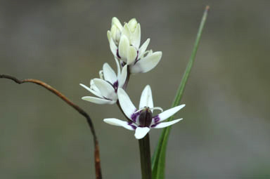 APII jpeg image of Wurmbea dioica subsp. dioica  © contact APII