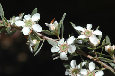 APII jpeg image of Leptospermum sericatum  © contact APII