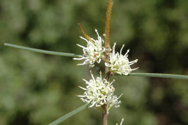 APII jpeg image of Hakea cycloptera  © contact APII