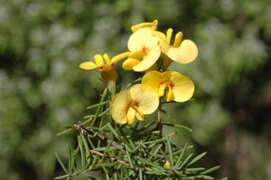 APII jpeg image of Dillwynia crispii  © contact APII