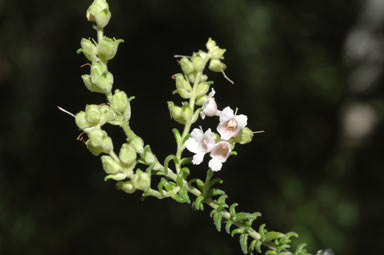 APII jpeg image of Prostanthera howelliae  © contact APII