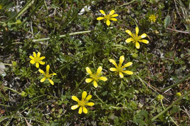 APII jpeg image of Ranunculus glabrifolius  © contact APII