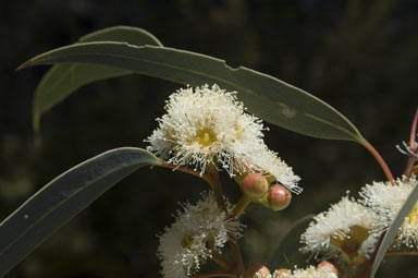 APII jpeg image of Eucalyptus flindersii  © contact APII