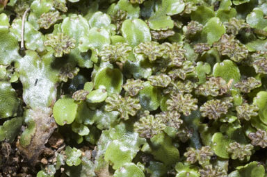 APII jpeg image of Marchantia foliacea  © contact APII