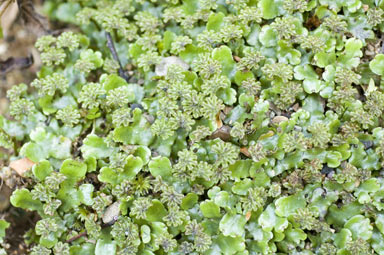 APII jpeg image of Marchantia foliacea  © contact APII