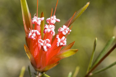 APII jpeg image of Lambertia formosa  © contact APII