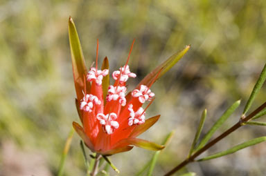 APII jpeg image of Lambertia formosa  © contact APII