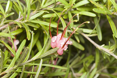 APII jpeg image of Grevillea obtusifolia  © contact APII