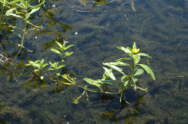 APII jpeg image of Ludwigia peploides  © contact APII