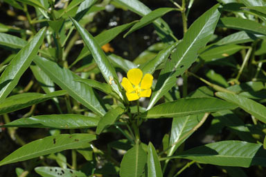 APII jpeg image of Ludwigia peploides  © contact APII