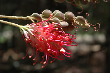 APII jpeg image of Grevillea banksii  © contact APII