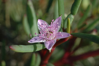 APII jpeg image of Sesuvium portulacastrum  © contact APII