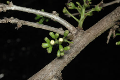 APII jpeg image of Cordia wallichii  © contact APII