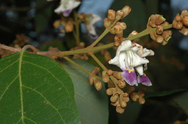 APII jpeg image of Gmelina fasciculiflora  © contact APII