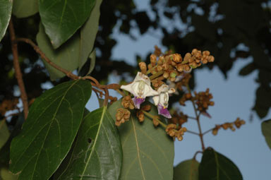 APII jpeg image of Gmelina fasciculiflora  © contact APII