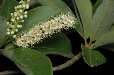 APII jpeg image of Terminalia porphyrocarpa  © contact APII