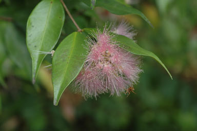 APII jpeg image of Syzygium 'Pink Cascade'  © contact APII