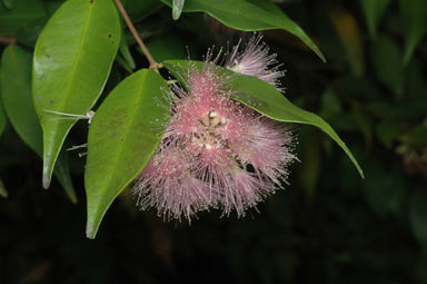 APII jpeg image of Syzygium 'Pink Cascade'  © contact APII