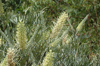 APII jpeg image of Grevillea 'Honeybird Cream'  © contact APII