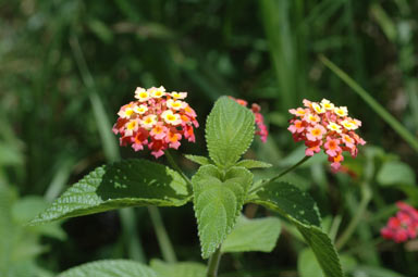 APII jpeg image of Lantana camara  © contact APII