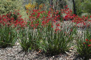 APII jpeg image of Anigozanthos 'Big Red'  © contact APII