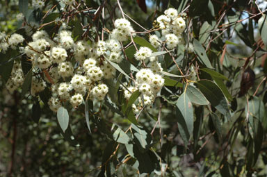 APII jpeg image of Eucalyptus carnea  © contact APII