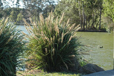 APII jpeg image of Lomandra spicata  © contact APII