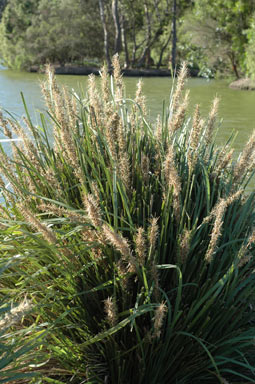 APII jpeg image of Lomandra spicata  © contact APII