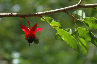 APII jpeg image of Ochna serrulata  © contact APII