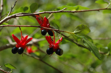 APII jpeg image of Ochna serrulata  © contact APII