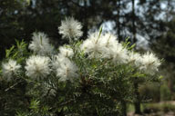 Melaleuca linariifolia 'Seafoam'