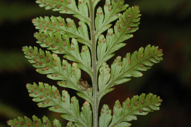 APII jpeg image of Lastreopsis microsora subsp. microsora  © contact APII
