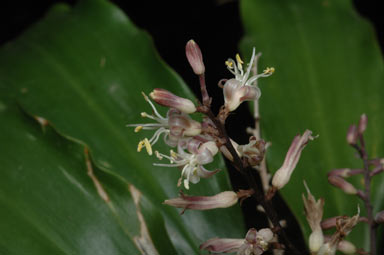 APII jpeg image of Cordyline murchisoniae  © contact APII