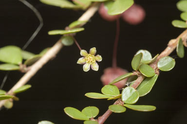 APII jpeg image of Phyllanthus microcladus  © contact APII