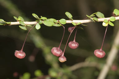 APII jpeg image of Phyllanthus microcladus  © contact APII