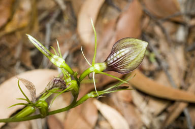 APII jpeg image of Cryptostylis erecta  © contact APII