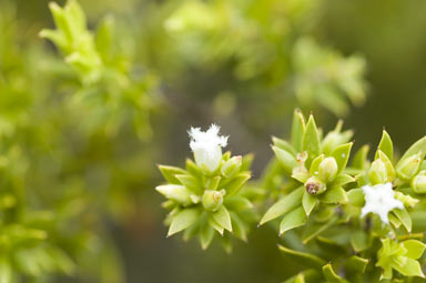 APII jpeg image of Leucopogon leptospermoides  © contact APII