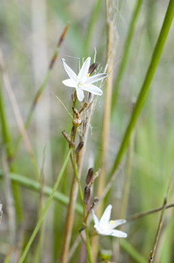 APII jpeg image of Caesia parviflora var. parviflora  © contact APII