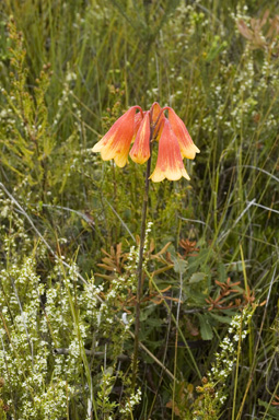 APII jpeg image of Blandfordia grandiflora  © contact APII