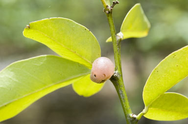 APII jpeg image of Glycosmis trifoliata  © contact APII