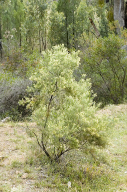 APII jpeg image of Cassinia laevis  © contact APII