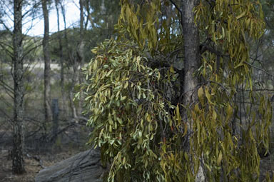 APII jpeg image of Amyema miraculosum subsp. boormanii  © contact APII