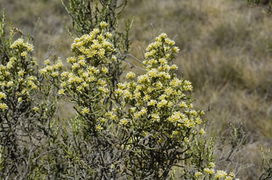 APII jpeg image of Ozothamnus hookeri  © contact APII