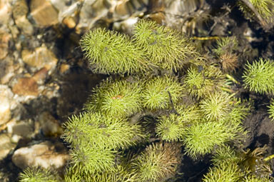 APII jpeg image of Myriophyllum alpinum  © contact APII